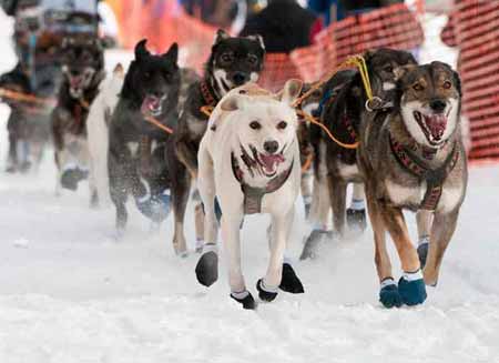 21 Day Ultimate Iditarod Tour