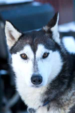 Sled Dog looking at you